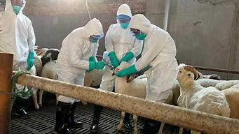 畜牧养殖业中的疾病预防与控制